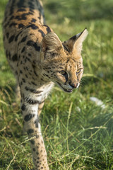 Naklejka na ściany i meble Serval (Leptailurus serval)