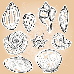 Sea shells, vector illustration