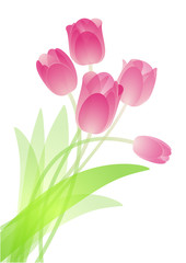 Pink tulip bouquet. Vector