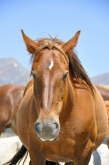 Chevaux sauvages