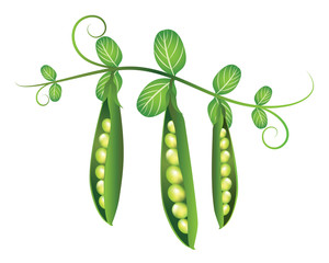 Pea Pods