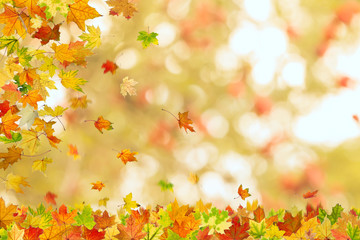 Fototapeta na wymiar Autumn maple leaves falling down on natural background.