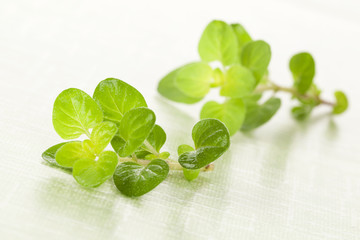 Obraz premium Fresh marjoram.