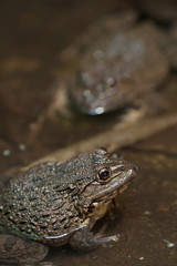 frog in water