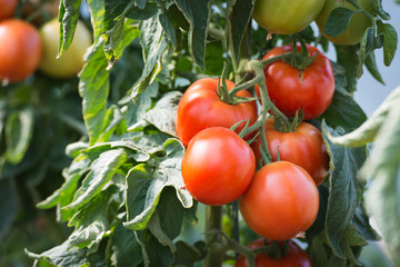 growth tomatoes
