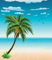 Fototapeta na wymiar Summer beach and palm