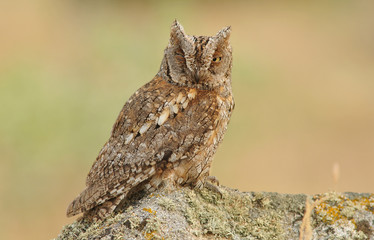 Un buho autillo en la roca