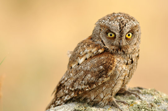 Los ojos del autillo