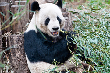 Ailuropoda melanoleuca commonly known as Giant panda