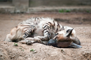 Hyaena hyaena commonly known as Striped hyena