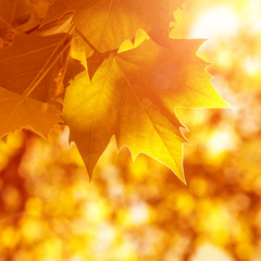 Abstract autumn background