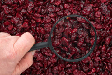 Man's hand holding a magnifying glass over the cranberries