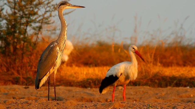 birds in natural environment