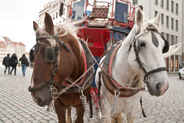 Obraz premium Team of horse