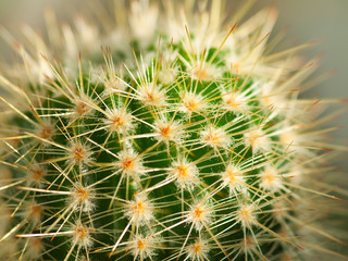 Close up of globe shaped cactus with long thorns