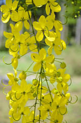 Golden Shower, Purging Cassia ( Cassis fistula Linn )