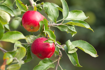 Red apples