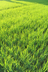 Rizières de Jatiluwih