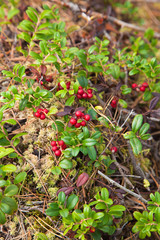 lingonberry;