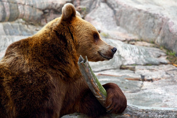 Fototapeta premium Brown bear
