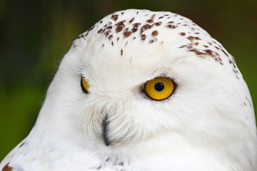 Snowy owl