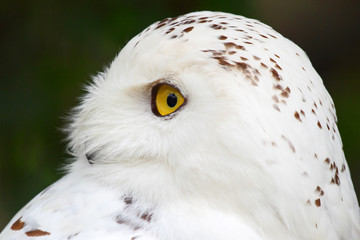 Obraz premium Snowy owl