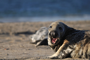 Harbor seal with open mouth