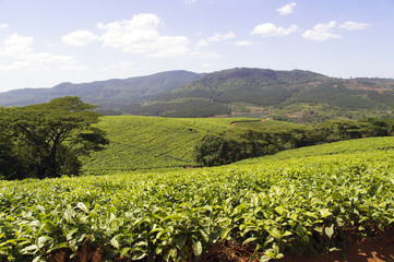 Fototapeta na wymiar Tea plantations in South Africa