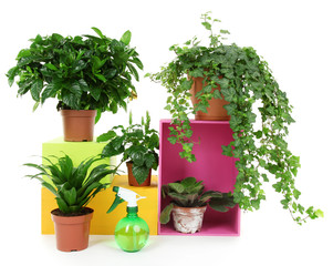 Beautiful flowers in pots isolated on white