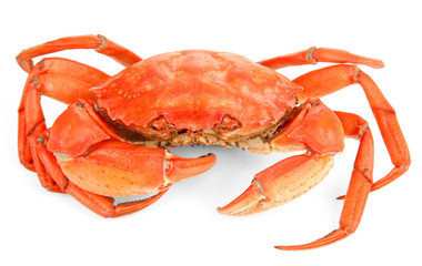 Boiled crab isolated on white