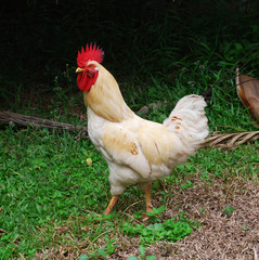 White chicken isolated, studio shot. 