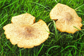 Mushroom on green grass.