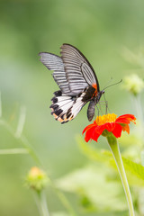 Monarch Butterfly