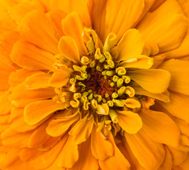 zinnia macro