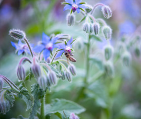 Blue borage, star flower