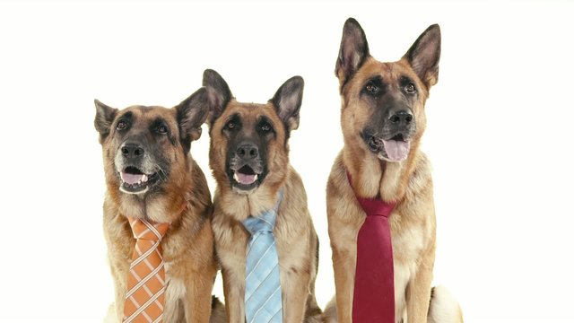 6of14 Group of purebred alsatian dogs on white background, pets