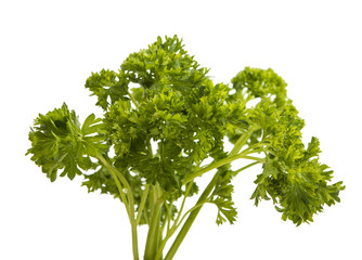 parsley isolated