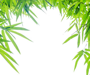 Fototapeta na wymiar frame of green Bamboo leaves isolate white background