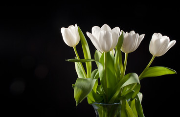 Tulips on black background