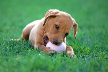 puppy dog ​​biting a ball