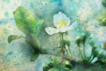 blooming cherry tree branch and watercolor smudges © abigail210986