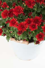 Chrysanthemen im Eimer