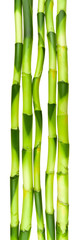 tiges de lucky bamboo