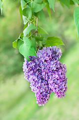 Obraz premium Branch of lilac flowers