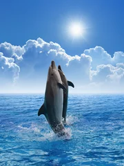 Poster Im Rahmen Delphine springen © IgorZh