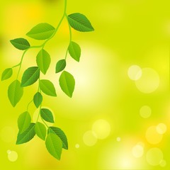 Nature background with leaves