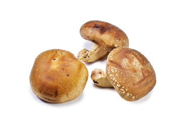 Shiitake mushroom