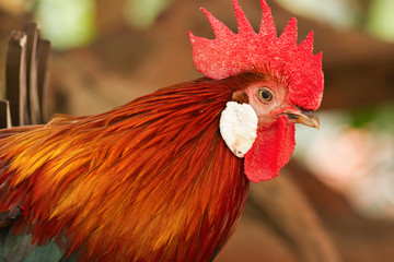 closed up beutiful rooster