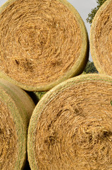 Rolls of hay