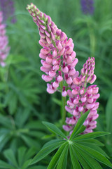 Wild blooming lupines